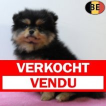 Keesje 070725 F(BE3866) 100925 Verkocht - Vendu.jpg