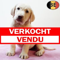 Labrador 160725 F(BE1717) 170925 verkocht - vendu.jpg