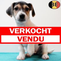 Jack Russell 160725 M(BE6607) 170925 verkocht - vendu.jpg