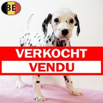 Dalmatier 210725 F(BE0394) 170925 verkocht - vendu.jpg