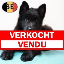 Groenendael 21062025 M (BE0181) 23082025 verkocht - vendu.jpg