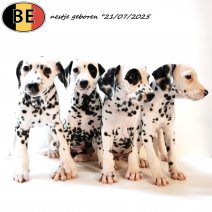 nestje Dalmatier pups geboren 210725 - 170925.jpg