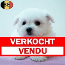 Maltezer 030725 F(BE6792) 030925 Verkocht - Vendu.jpg
