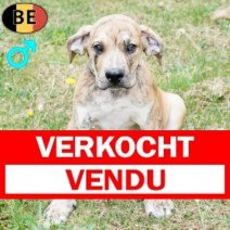 Boerboel 150525 M(BE6810) 230825 Verkocht - Vendu.jpg