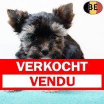 Yorkshire Terrier 130725 M(BE0793) 170925 Verkocht - Vendu.jpg