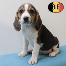 Beagle 150725 M(BE0918) 230925 -1.JPG