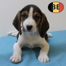 Beagle 150725 M(BE0914) 230925 -1.JPG