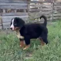 Berner Sennen 5m-2f af te halen eind oktober.jpg
