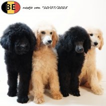 Nestje Koningspoedel pups 100725 (BE) 240925.jpg