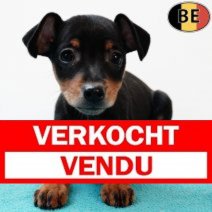 Pinscher 120725 M(BE0776) 170925 Verkocht - Vendu.jpg