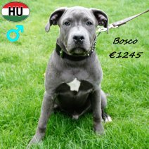 American Staffordshire Terrier 080425 M(HU1311) 240925.jpg