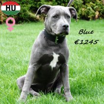 American Staffordshire Terrier 080425 F(HU1313) 240925.jpg
