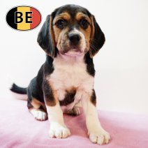 Beagle 310725 F(BE0847) 260925.JPG