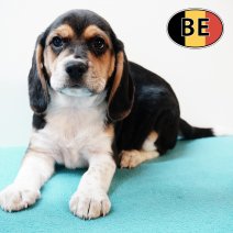 Beagle 310725 M(BE0942) 260925.JPG