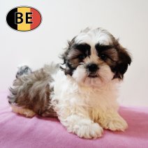 Shih Tzu 010825 F (BE0893) 260925.JPG