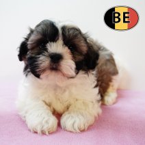 Shih Tzu 010825 F (BE0907) 260925.JPG