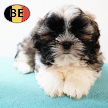 Shih Tzu 010825 M (BE0889) 260925.JPG