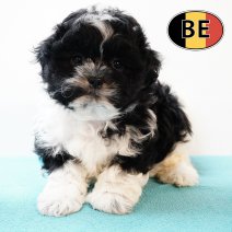 Shih Tzu 010825 M (BE0911) 260925.JPG
