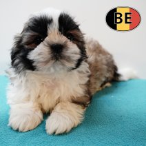 Shih Tzu 010825 M (BE0934) 260925.JPG
