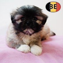 Shih Tzu 310725 F(BE6588) 260925.JPG