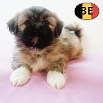 Shih Tzu 310725 F(BE7026) 260925.JPG