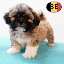 Shih Tzu 310725 M (BE7025) 260925.JPG