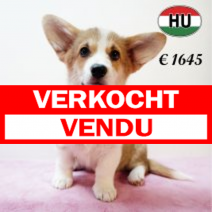 Welsh Corgi 020625 F (HU3416) 170925.verkocht.png
