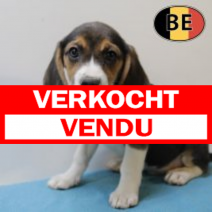 Beagle 150725 M(BE0917) 230925.verkocht.png