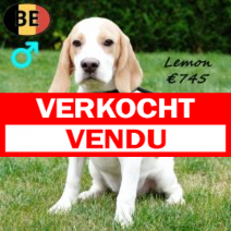 Beagle Lemon 190425 M(BE6595) 030925.verkocht.png