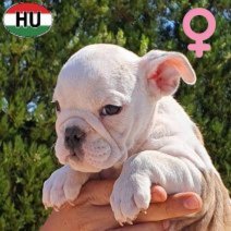 Engelse Bulldog pup F1 (HU) beschikbaar oktober 2025 (7).jpg