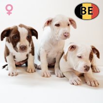 American Staffordshire Terrier 270725 F (BE) 260925.JPG