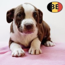 American Staffordshire Terrier 270725 F (BE0779) 260925.JPG