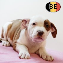 American Staffordshire Terrier 270725 F (BE0819) 260925.JPG