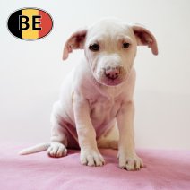 American Staffordshire Terrier 270725 F (BE0821) 260925.JPG