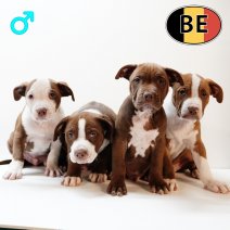 American Staffordshire Terrier 270725 M (BE) 260925.JPG