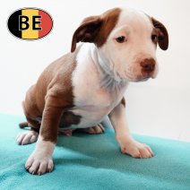 American Staffordshire Terrier 270725 M (BE0761) 260925.JPG
