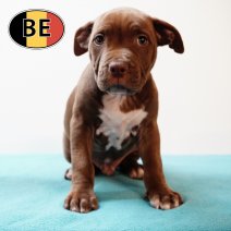 American Staffordshire Terrier 270725 M (BE0785) 260925.JPG