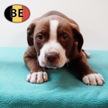 American Staffordshire Terrier 270725 M (BE0794) 260925.JPG