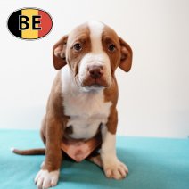 American Staffordshire Terrier 270725 M (BE0807) 260925.JPG