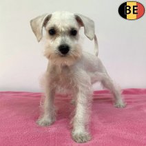 Schnoodle 100725 F(BE0755) 190925...jpg