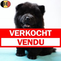Chow Chow 050725 M(BE4440) 030925 verkocht - vendu.jpg