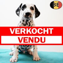 Dalmatier 210725 M(BE0868) 170925 verkocht - vendu.jpg
