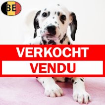 Dalmatier 210725 F(BE0230) 170925 verkocht - vendu.jpg