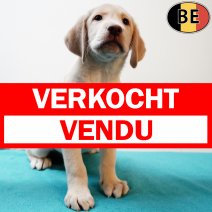 Labrador 160725 M(BE0209) 170925 verkocht - vendu.jpg