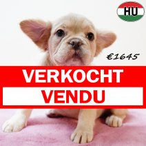 Fluffy Franse Bulldog 010625 F(HU3418) 170925 verkocht - vendu.jpg