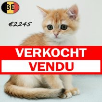 Britse Korthaar Chinchilla Gold 130625 M(BE6934) 190925 verkocht - vendu.jpg