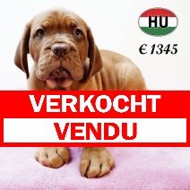 Bordeaux Dog 310525 F (HU3367) 170925  verkocht - vendu.jpg