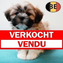Shih Tzu 310725 M (BE6927) 260925 verkocht - vendu.jpg