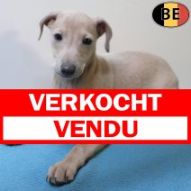Italiaanse Windhond 080725 M(BE4634) 100925 verkocht - vendu.jpg