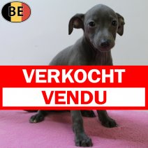 Italiaanse Windhond 080725 F(BE5040) 100925 verkocht - vendu.jpg